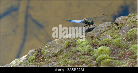 Black-tailed Skimmer Dragon Fly ruhen Stockfoto