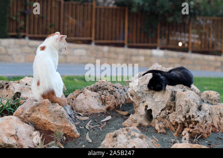 Zwei wilde Katzen leben in Zypern. Süß, weich und haarige Katzen in den Farben: Weiß, Schwarz und Braun. Diese Katzen sind im braunen Felsen. Stockfoto