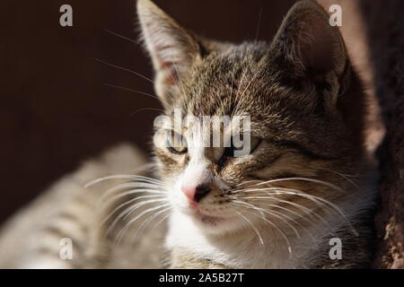 Porträt eines Tabby graue Kätzchen close-up Gesicht Stockfoto