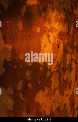 Sycamore Baumrinde glühende am Abend sommer sonne Stockfoto