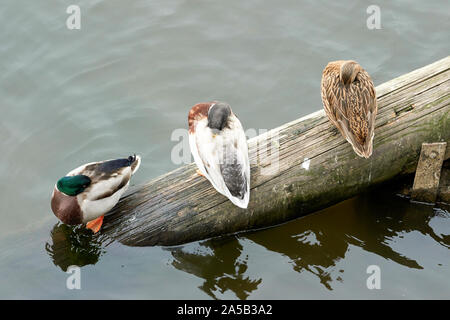 Enten auf einem Baumstamm in der Moldau in Prag Stockfoto