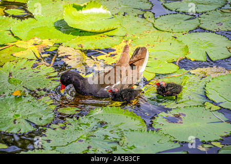 Ente in einer Seerose Pool im Zoo Punta Verde in Lignano (Italien)/Tierpark in Lignano/Sehenswürdigkeit in Lignano (Italien)/Ente Stockfoto