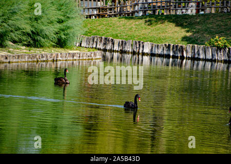 Enten/Enten im Zoo Punta Verde in Lignano (Italien)/Tierpark in Lignano/Sehenswürdigkeit in Lignano (Italien) Stockfoto