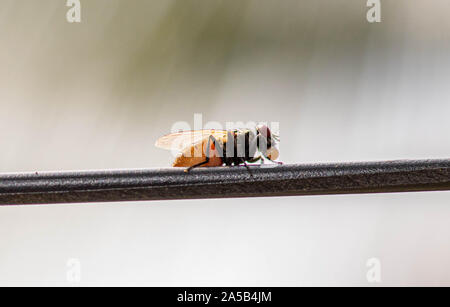 Auf einem Fire Fly - Makro insekt Fotografie - Haus fliegen Stockfoto