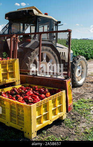 Reifen grosse rote Paprika auf dem Traktor in einer Farm. Close-up Paprika und landwirtschaftlichen Flächen. Stockfoto