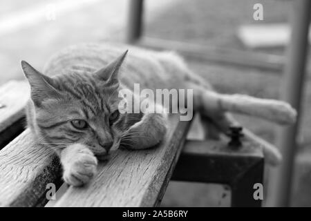 Cute wild cat auf der Insel Zypern fotografiert. Flauschige, pelzigen Tier. Diese Katze ist eine gestreifte orange/braun und es schläft auf einer Bank. Stockfoto