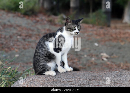 Cute wild cat auf der Insel Zypern fotografiert. Flauschige, pelzigen Tier. Diese Katze hat schöne grau-weiß gestreiften Fell, super weich aussieht. Stockfoto