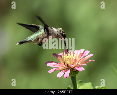 Nahaufnahme von Ruby-throated hummingbird Fütterung von rosa Zinnia Blume, Quebec, Kanada Stockfoto