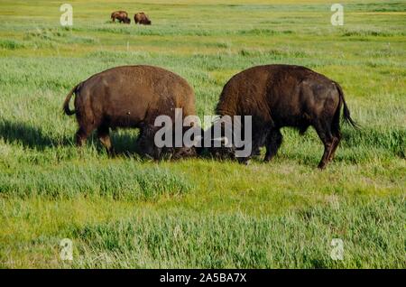 Stier plains Bisons spar im Frühjahr bei Elk Ranch Wohnungen im Grand Teton National Park in Elche, Wyoming. Stockfoto