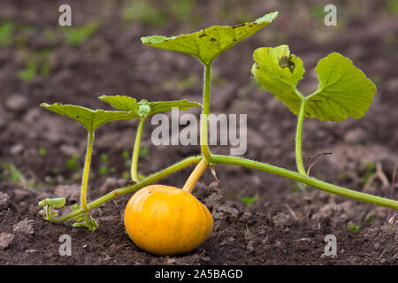 Kürbis auf dem Boden im Gemüsegarten Stockfoto