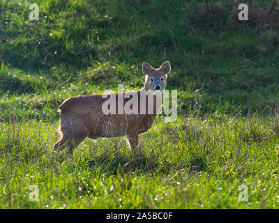 Chinesische Wasser Hirsch Hydropotes Inermis grasen auf der Wiese Stockfoto