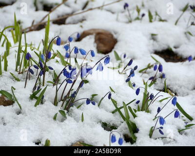 Scilla blau Blumen unter dem Schnee im Frühling, close-up Stockfoto
