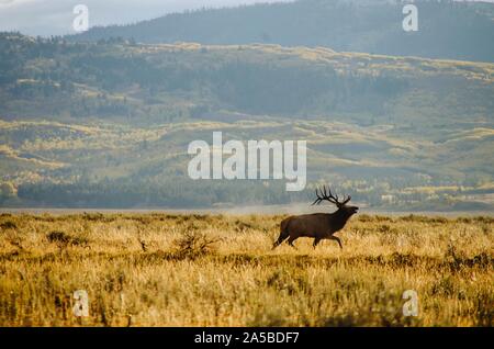 Ein Stier verfolgt Elk Elk Kühe während der jährlichen Herbst Furche im Grand Teton National Park in Elche, Wyoming. Die Elche sind Teil der Jackson Elchherde, die größte Herde in Nordamerika. Stockfoto