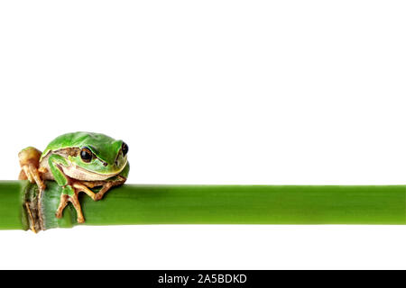 Green Frog auf Weiß. Umweltkonzept mit Laubfrosch und grüner Bambus stick. Bild enthalten. Stockfoto