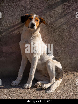 Ein lop-eared Mongrel Hund sitzt gegen eine Mauer aus Stein gepresst und sieht in die Kamera. Stockfoto