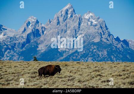 Eine ebenen Bison in der Elk Ranch Wohnungen Grasland mit den Teton Berge hinter im Grand Teton National Park in Elche, Wyoming. Stockfoto