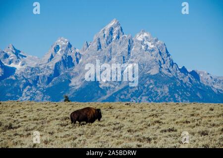 Eine ebenen Bison in der Elk Ranch Wohnungen Grasland mit den Teton Berge hinter im Grand Teton National Park in Elche, Wyoming. Stockfoto