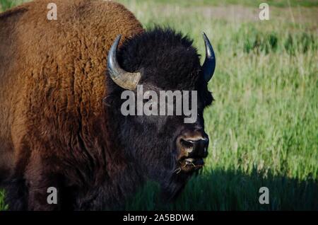 Ein Stier plains Bisons bei Elk Ranch Wohnungen im Grand Teton National Park in Elche, Wyoming. Stockfoto