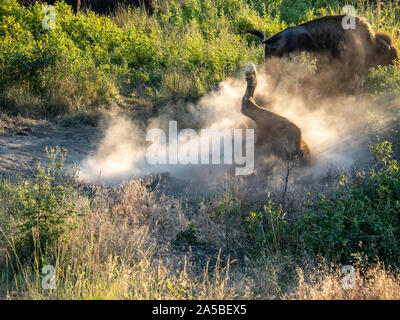 Bison (Buffalo) Rolling in Staub bei Sonnenuntergang. Stockfoto