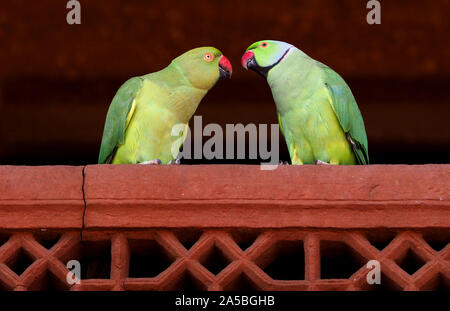 Indische Ring Necked Papageien (Psittacula krameri), Indien Stockfoto