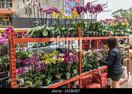 Exotische Orchideen auf dem Mong Kok Blumenmarkt von Kowloon, Hong Kong. Stockfoto