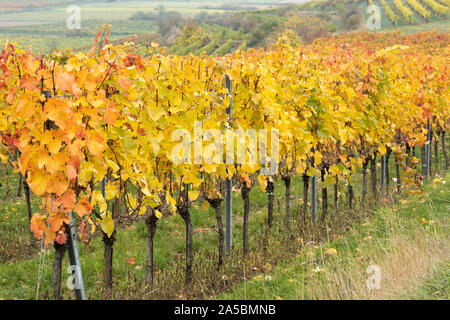 Eine Reihe von Orange und Gelb leaved europäischen Weinreben (Vitis vinifera) in einem Weinberg im Kamptal Weinanbaugebiet Niederösterreich wachsenden Stockfoto