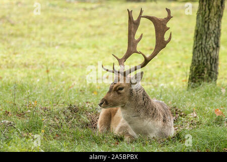 Brache dee Hirsch Ruhe im grünen Feld Stockfoto