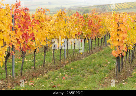 Reihen von europäischen Weinreben mit gelben und roten Blätter an einem nebligen Tag im Herbst in einem Weinberg im Weinanbaugebiet von Kamptal, Niederösterreich Stockfoto