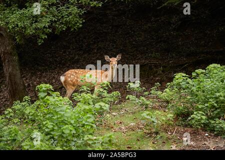 Hirsche im Wald Stockfoto