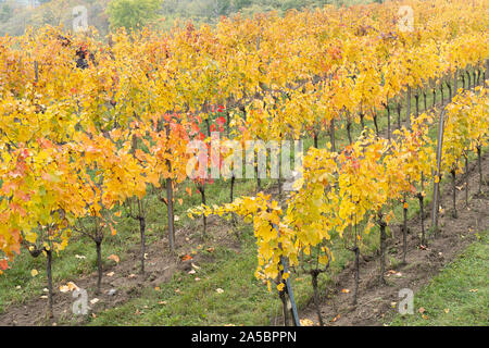 Reihen von europäischen Weinreben mit gelben und roten Blätter an einem nebligen Tag im Herbst in einem Weinberg im Weinanbaugebiet von Kamptal, Niederösterreich Stockfoto