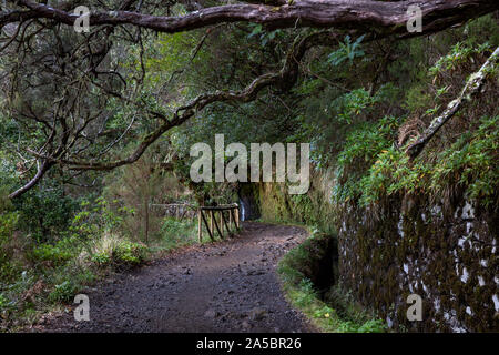 Levada do Risco, Anschluss an Risco Wasserfall, auf der Insel Madeira, Portugal Stockfoto