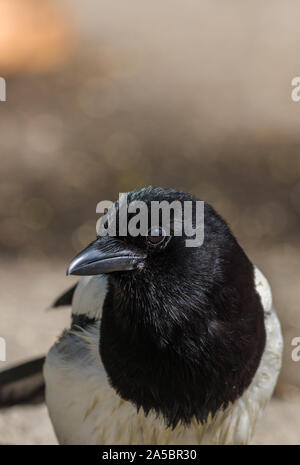 Nahaufnahme Kopf geschossen von eurasian Magpie Pica Pica im Garten uk Norfolk Stockfoto