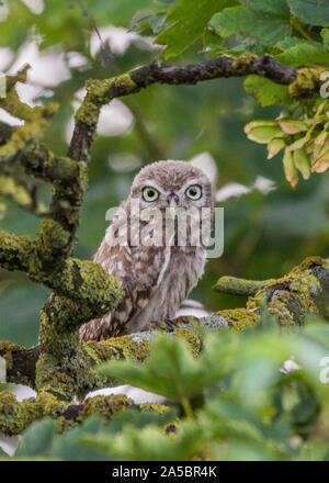 Die kleine Eule Athene noctua thront in einem Baum, der nach außen nach Norfolk UK zeigt Stockfoto