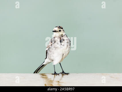 Nahaufnahme von Bachstelze Unterarten Pied Bachstelze Motacilla alba yarrellii stehend auf eine Wand mit einer einfachen Hintergrund und Reflexion Norfolk uk Stockfoto