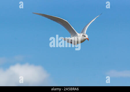 Mediterranean Gull Ichthyaetus melanocephalus Fliegen rechts im blauen Himmel, Norfolk, Großbritannien Stockfoto