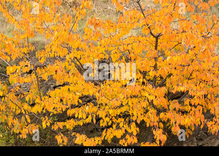 Der Fiery orange und rote Blätter eines wilden Kirschbaum (Prunus Avium) im Herbst in Niederösterreich Stockfoto