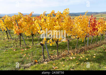 Reihen von europäischen Weinreben mit gelben und roten Blätter im Herbst im Weinanbaugebiet von Kamptal, Niederösterreich Stockfoto