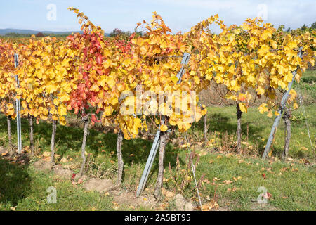 Reihen von europäischen Weinreben mit gelben und roten Blätter im Herbst in einem Weinberg im Weinanbaugebiet von Kamptal, Niederösterreich Stockfoto