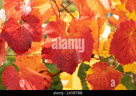 Eine Nahaufnahme der leuchtend rote und gelbe Blätter im Herbst der Europäischen Weinrebe (Vitis vinifera) in Niederösterreich Stockfoto