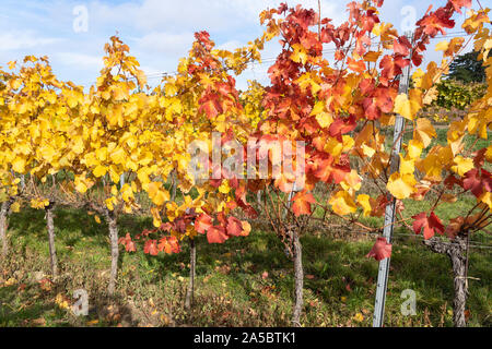 Reihen von europäischen Weinreben mit gelben und roten Blätter im Herbst in einem Weinberg im Weinanbaugebiet von Kamptal, Niederösterreich Stockfoto