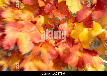 Eine abstrakte twist Bild vergrößern der Europäischen Weinrebe rote und gelbe Blätter im Herbst in Niederösterreich Stockfoto
