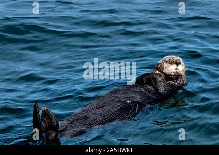 Ein Sea Otter mit braunem Fell auf dem Rücken und mit den Pfoten auf beiden Seiten von seinem netten Gesicht in den Gewässern vor Seldovia, Alaska. Stockfoto