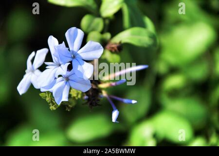 Schönen blauen Plumbago Auriculata Blumen im Garten Stockfoto