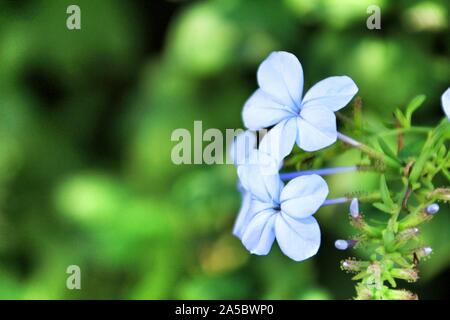 Schönen blauen Plumbago Auriculata Blumen im Garten Stockfoto