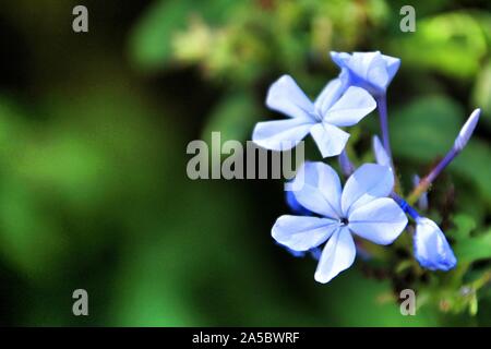 Schönen blauen Plumbago Auriculata Blumen im Garten Stockfoto