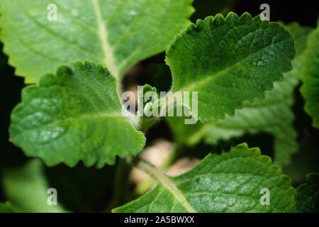 Blühende Plectranthus amboinicus, indische Borretsch oder mexikanische Minze mit Minze Oregano Geschmack in einem Garten durch Sonnenlicht glänzte Stockfoto