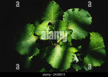 Plectranthus amboinicus, indische Borretsch oder mexikanische Minze mit Minze Oregano Geschmack in einem Garten von gestreiften Sonnenlicht glänzte Stockfoto