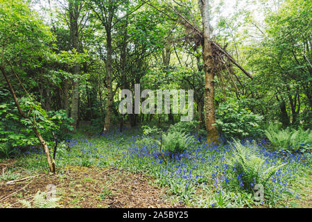 Die Bäume blühen und Bluebell Blumen im Frühling in Whin Park, Inverness Blüte Stockfoto