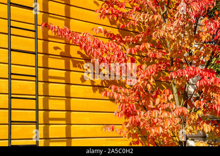 Sargent Cherry (Prunus Sargentii) Baum in leuchtend roten Farben des Herbstes gegen Yellow Cottage Wand Stockfoto