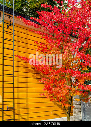 Im Herbst leuchtend rot gefärbten Sargent Cherry (Prunus Sargentii) Baum gegen Yellow Cottage wall - Porträt Stockfoto